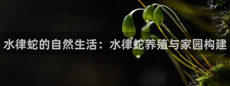 NG体育系统